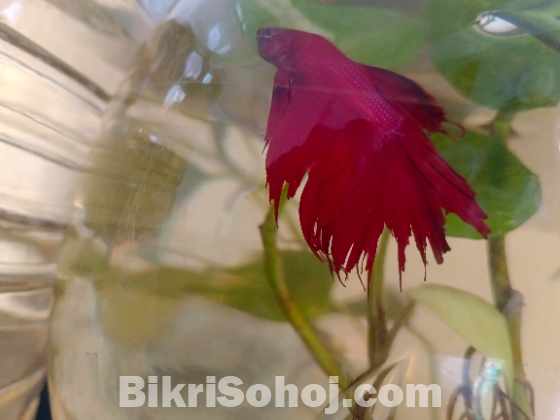 Super Red Rosetail Betta (Male & Female) Available